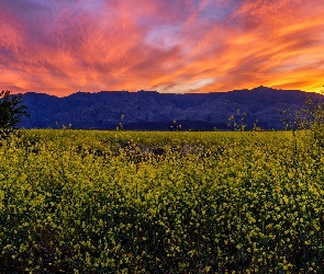 Pole, Zachód słońca, Arizona, Stany Zjednoczone, Góry, Bradshaw Mountains