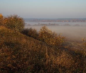 Drzewa, Mgła, Trawy, Pożółkłe, Jesień