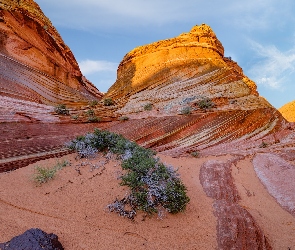 Krzewy, The Wave, Arizona, Stany Zjednoczone, Skały, Formacja skalna