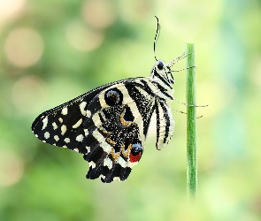 Papilio demodocus, Czarny, Motyl