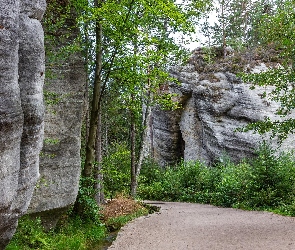 Czechy, Park Narodowy Adrspach, Skały, Drzewa