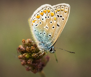 Zbliżenie, Modraszek ikar, Roślina, Motyl