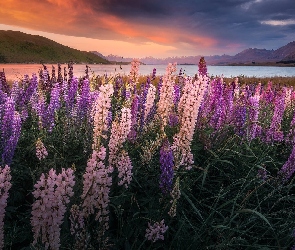 Zachód słońca, Łąka, Jezioro, Góry, Łubin, Nowa Zelandia, Tekapo