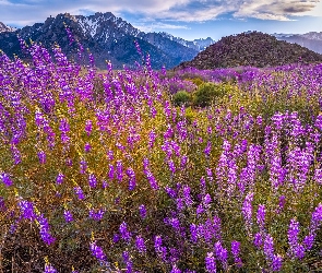 Kwiaty, Góry, Kalifornia, Łubin, Mount Withney, Stany Zjednoczone, Alabama Hills