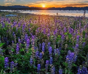 Łąka, Tahoe Lake, Kalifornia, Łubin, Jezioro, Stany Zjednoczone, Wschód słońca