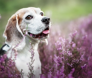 Uśmiech, Beagle, Wrzosy, Pies