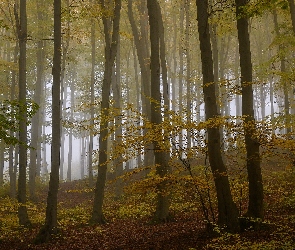 Mgła, Las, Drzewa, Jesień