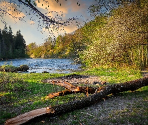 Drzewa, Dzień, Słoneczny, Las, Rzeka