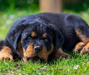 Szczeniak, Trawa, Rottweiler