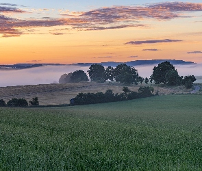 Poranek, Mgła, Pola, Drzewa