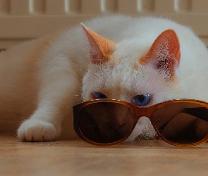 Biało-rudy, Okulary, Kot