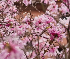 Gałęzie, Płatki, Magnolia, Kwiaty