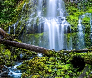 Kamienie, Omszałe, Stan Oregon, Konary, Proxy Falls, Stany Zjednoczone, Wodospad