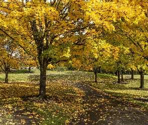 Park, Ścieżka, Drzewa, Pożółkłe, Jesień