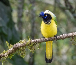 Gałąź, Ptak, Modrowronka zielona, Inca Jay