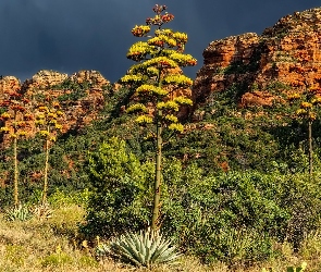 Stany Zjednoczone, Agawy, Góry, Drzewa, Sedona