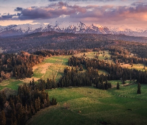 Drzewa, Polska, Tatry, Góry, Wiosna