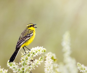 Ptak, Pliszka żółta