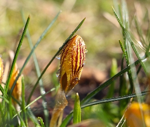 Pąk, Krople, Krokus