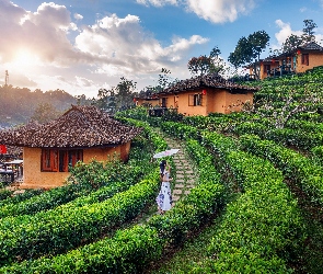 Plantacja, Prowincja Mae Hong Son, Wioska, Tajlandia, Ban Rak Thai, Parasolka, Herbaty, Domy, Kobieta