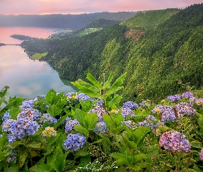 Lasy, Sete Cidades, Niebieskie, Jezioro Verde, Wyspa Sao Miguel, Portugalia, Różowe, Azory, Góry, Hortensje, Jezioro Azul