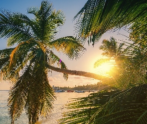 Promienie słońca, Palmy, Punta Cana, Dominikana, Morze, Plaża