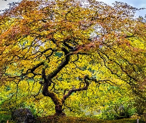 Klon palmowy, Stany Zjednoczone, Stan Oregon, Ogród japoński, Drzewo