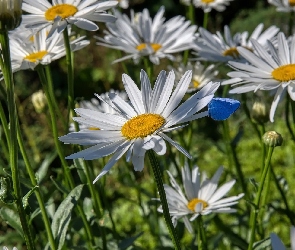 Motyl, Niebieski, Kwiaty, Margerytki