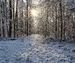 Promienie słońca, Śnieg, Las, Zima, Ośnieżone, Drzewa