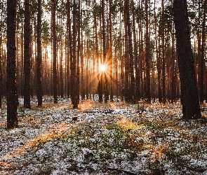 Słoneczny, Trawa, Drzewa, Blask, Śnieg, Las, Promienie słońca