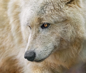 Zbliżenie, Głowa, Wilk polarny