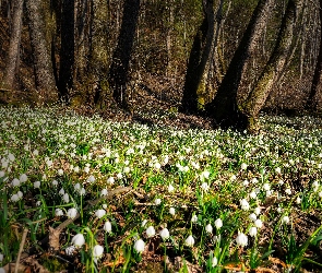 Kwiaty, Wiosna, Kwitnienie, Śnieżyce, Las