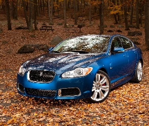 Jaguar XF, Niebieski