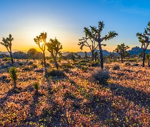 Stany Zjednoczone, Kalifornia, Drzewa Jozuego, Wschód słońca, Kwiaty, Park Narodowy Joshua Tree