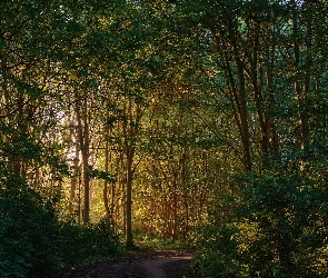 Las, Droga, Ścieżka, Drzewa, Lato