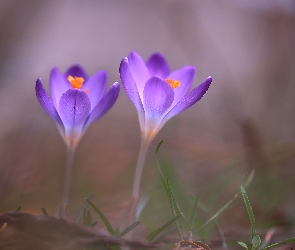 Krokusy, Fioletowe, Kwiaty, Dwa