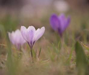 Krokus, Kwiat, Biało-fioletowy