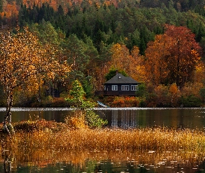 Drzewa, Dom, Jezioro, Jesień, Las