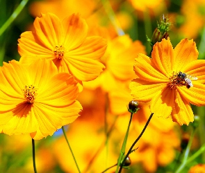 Pszczoła, Kosmee, Kwiaty, Pomarańczowe