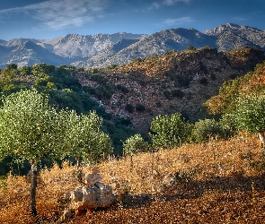 Grecja, Kreta, Drzewa oliwne, Góry