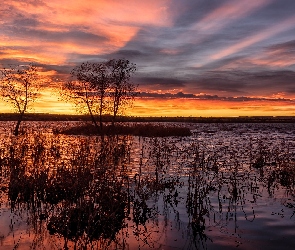 Stany Zjednoczone, Szuwary, Chatfield Lake, Wschód słońca, Drzewa, Jezioro, Kolorado, Park stanowy, Chatfield State Park