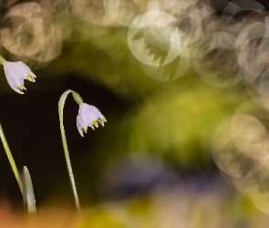 Śnieżyce, Bokeh, Kwiaty