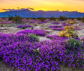 Krzewy, Kwiaty, Kalifornia, Stany Zjednoczone, Góry, Park Stanowy Anza Borrego