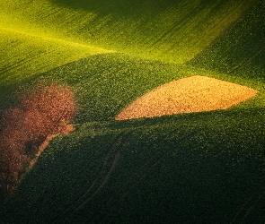 Pola, Czechy, Morawy Południowe, Drzewa, Wiosna