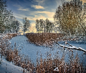 Rzeka, Trawa, Szuwary, Drzewa, Zima