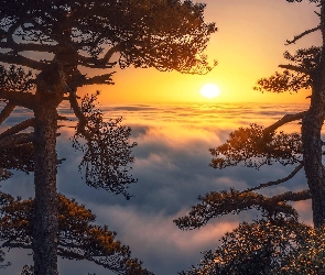 Słońce, Mgła, Drzewa, Sosny