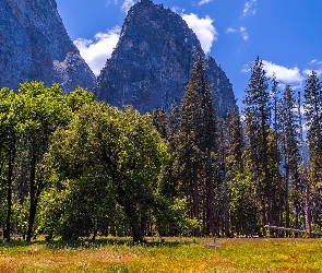 Kwiaty, Góry, Dolina Yosemite, Drzewa, Kalifornia, Trawa, Stany Zjednoczone, Park Narodowy Yosemite