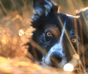 Zbliżenie, Border collie, Pies, Głowa