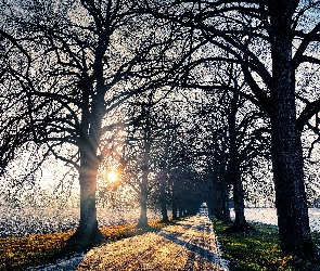 Droga, Promienie słońca, Pola, Drzewa, Zima