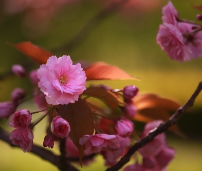 Drzewo owocowe, Kwiat, Różowy, Ozdobne, Wiśnia japońska